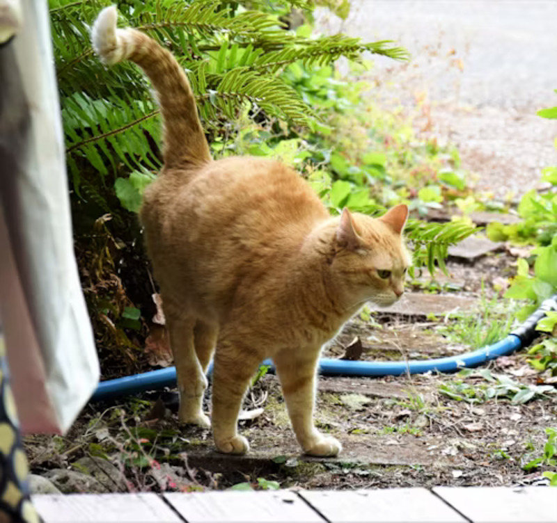 A cat in a calm home environment